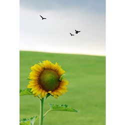dailyPhoto37